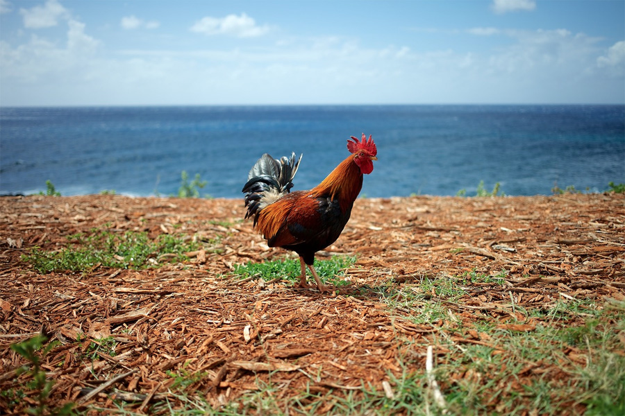 The Rooster